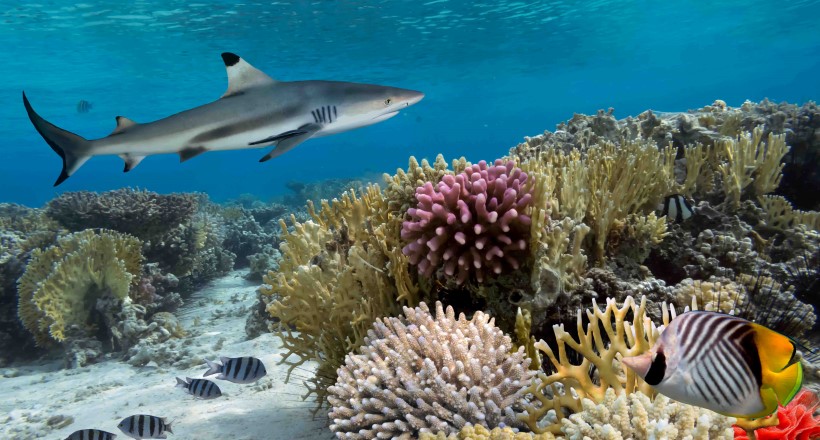 Sortie requin