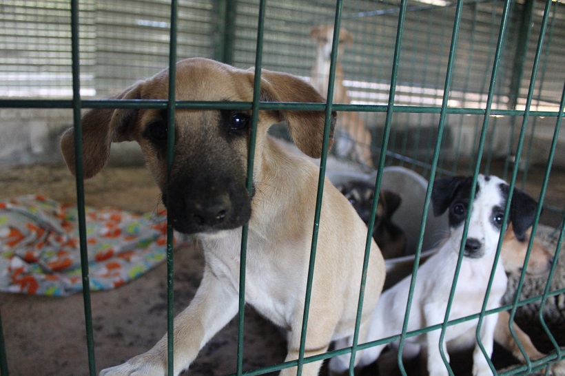 Protection animale à Mayotte : « Quand on s’en prend comme ça à des chiens, c’est qu’on n’a plus de limites »