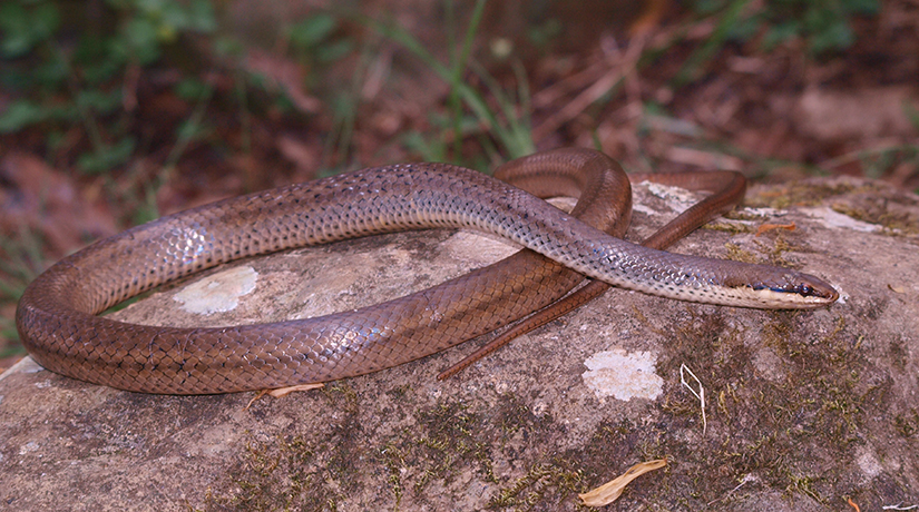La couleuvre de Mayotte en voie de disparition ?