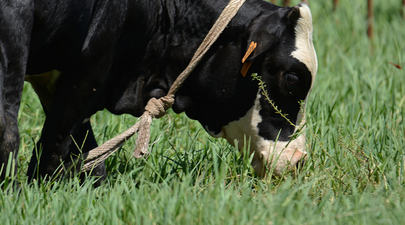 L’exportation de viande et lait cru bientôt interdite