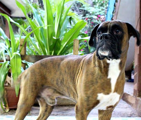 Vers une fourrière pour les animaux errants à Mamoudzou