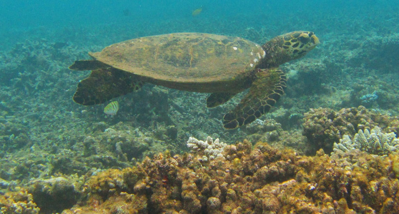 Tortue imbriquée