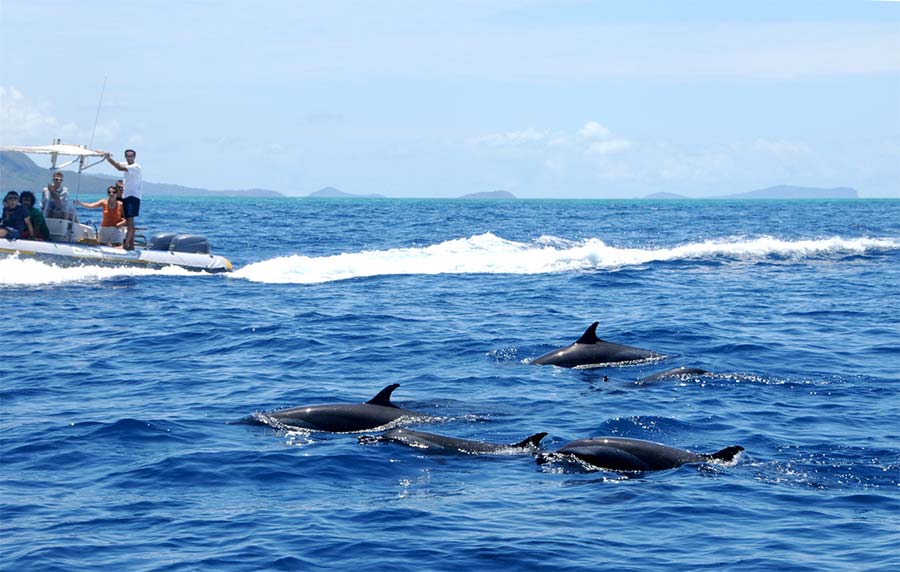 mayotte-distanciation-physique-mammiferes