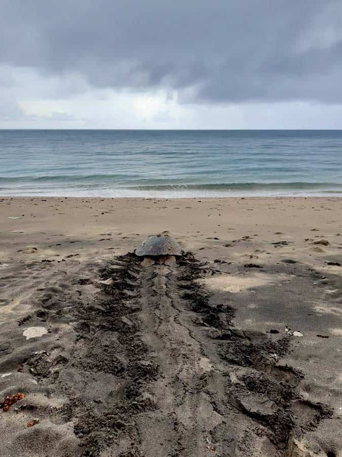 confinement-bilan-positif-sauvegarde-tortues-mayotte