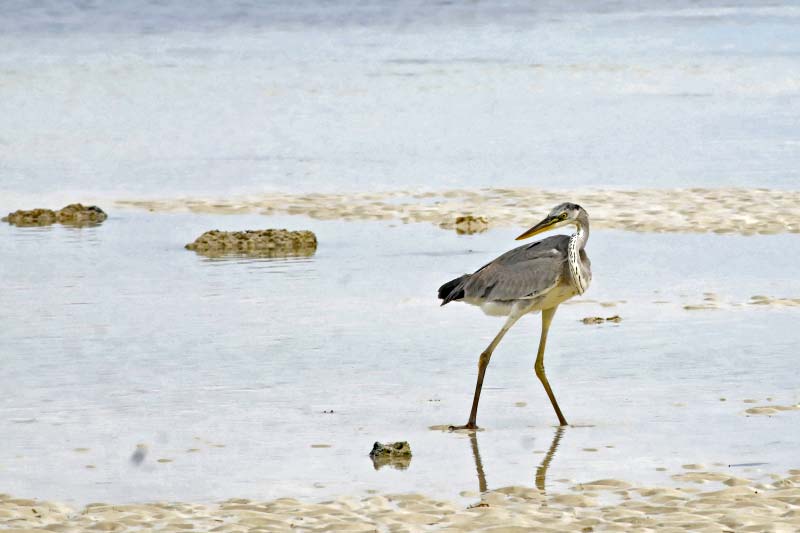 crabier-blanc-mayotte