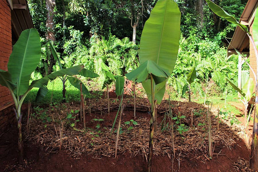 permaculture-banana-circles-oyas-nouvelles-experimentations-lycee-agricole-coconi