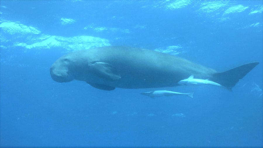 dugong-apercu-mayotte-passe-en-s