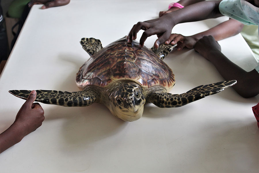 sensibiliser-jeunes-cause-tortues-mayotte-objectif-association-oulanga-na-nyamba