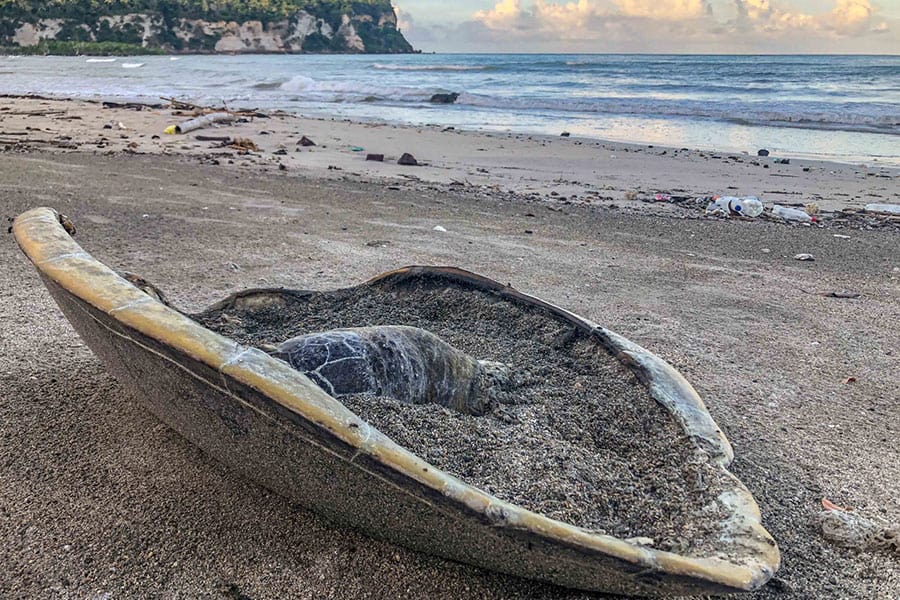 tortues-braconniers-condamnes-18-mois-prison-ferme-chambre-appel-mamoudzou