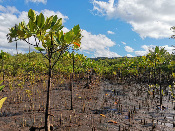 sensibiliser-gestion-durable-mangroves-priorite-uicn