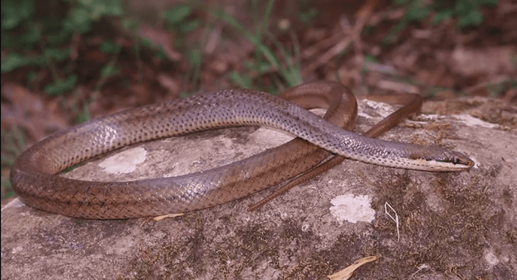 couleuvre-mayotte-espece-endemique-protection