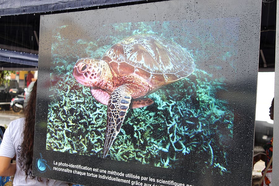 fete-tortue-vitrine-exceptionnelle-preserver-animal-carapace-mayotte