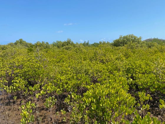 frederique-vidal-immersion-mangrove-mahoraise