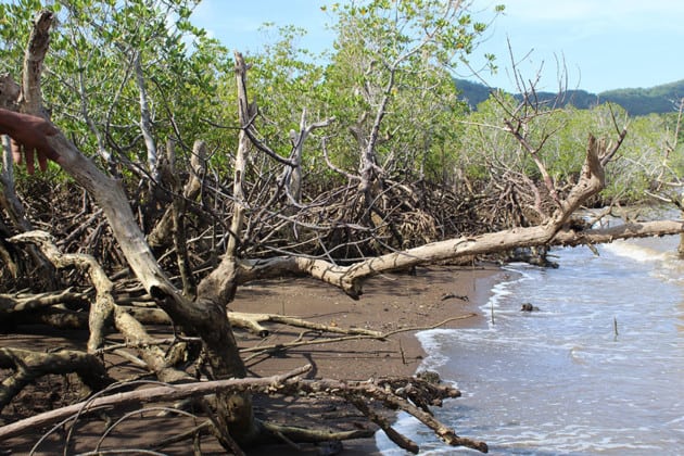 5000-plants-paletuviers-mis-en-terre-mangrove-tsimkoura-depuis-un-an