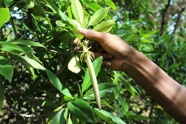 5000-plants-paletuviers-mis-en-terre-mangrove-tsimkoura-depuis-un-an