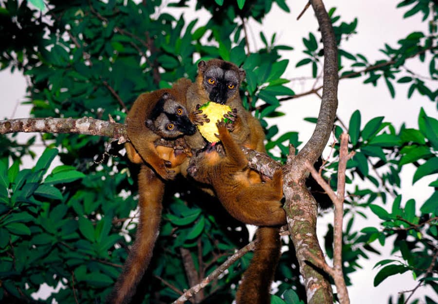 populations-makis-continuent-de-chuter-a-mayotte