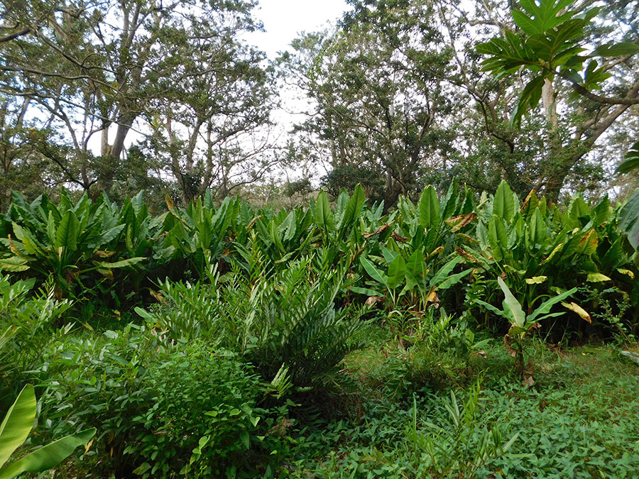 arriere-mangroves-nouveau-mini-guide-naturalistes