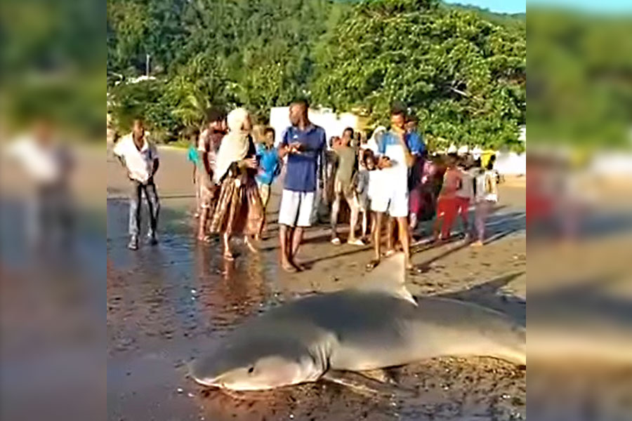 En video : à la rencontre du requin-tigre avec Shark Education