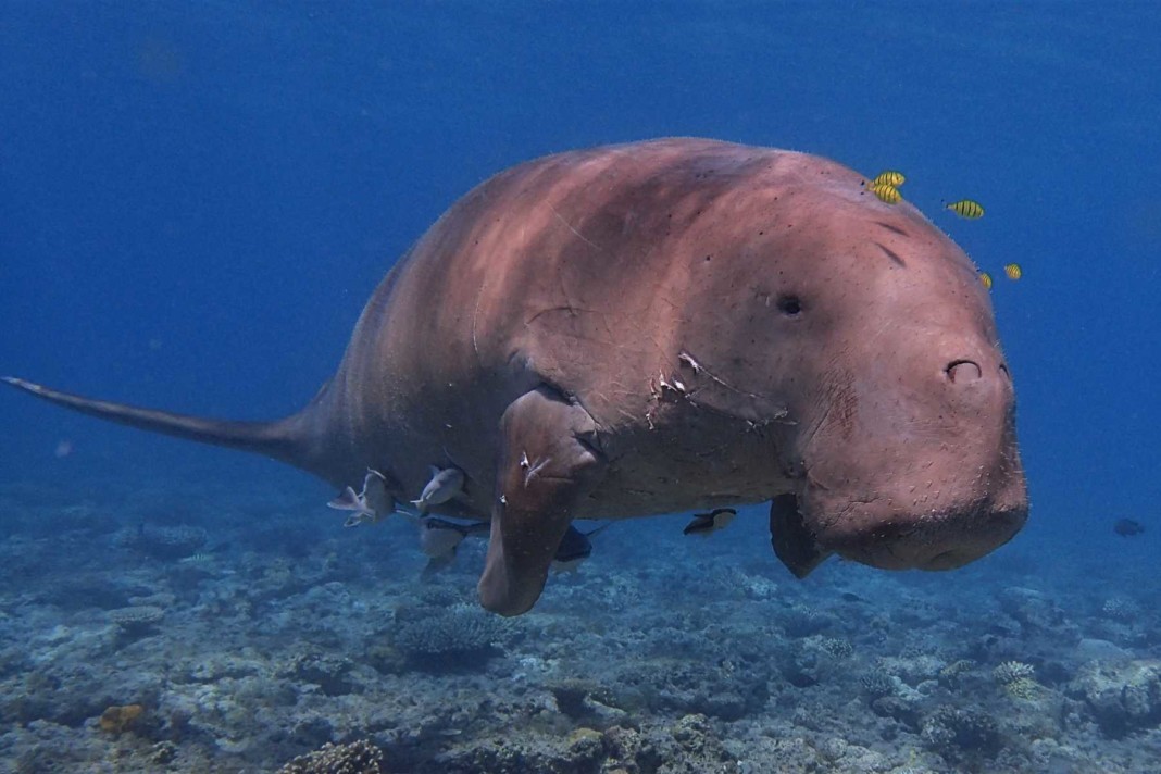 le-dugong-cet-animal-mysterieux