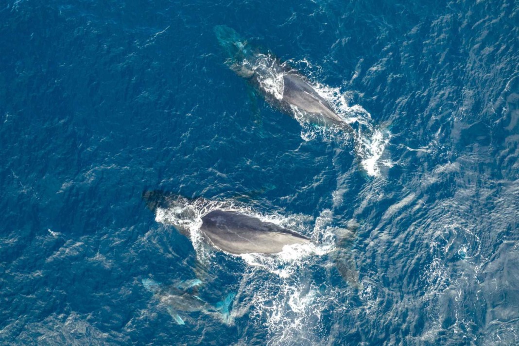 saison-des-baleines-ce-quil-faut-savoir-avant-de-partir-a-leur-rencontre
