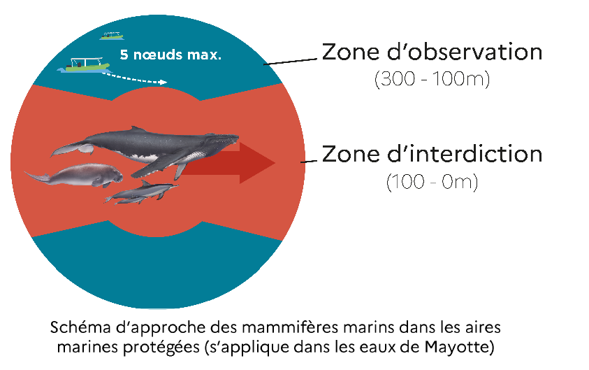 saison-des-baleines-ce-quil-faut-savoir-avant-de-partir-a-leur-rencontre