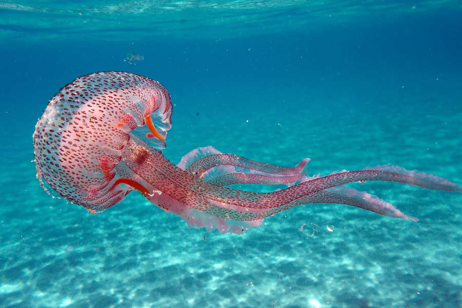 un-pecheur-de-mtsapere-tue-par-des-meduses