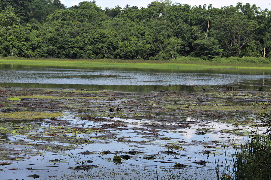 la-biodiversite-mahoraise-elle-aussi-fortement-touchee