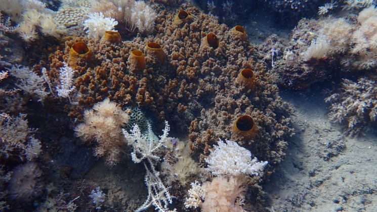 paleur-coraux-inquiete-parc-naturel-marin