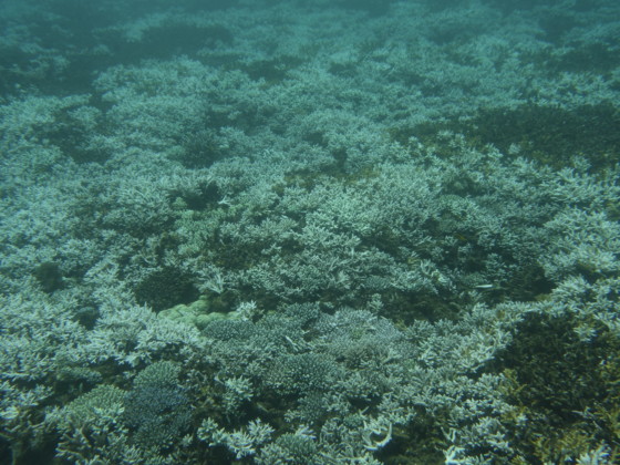 cest-chaud-normalement-coraux-sont-marrons