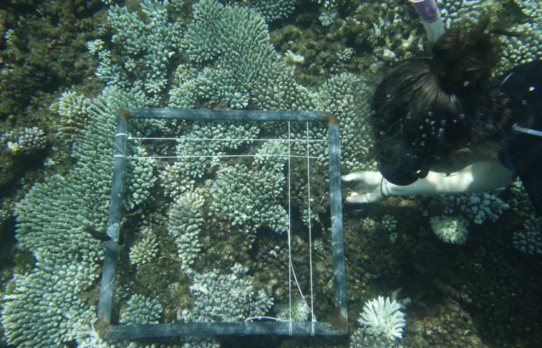 cest-chaud-normalement-coraux-sont-marrons