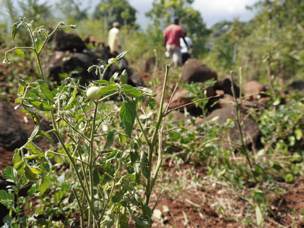 campagne-pour-proteger-terrains-agricoles