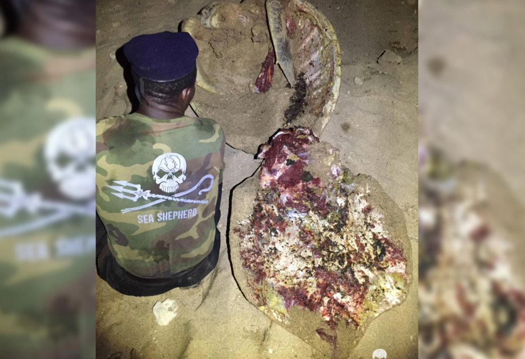 Les équipes de Sea Sheperd ont retrouvé la carapace de la tortue, presque vidée et immaculée de sang.
