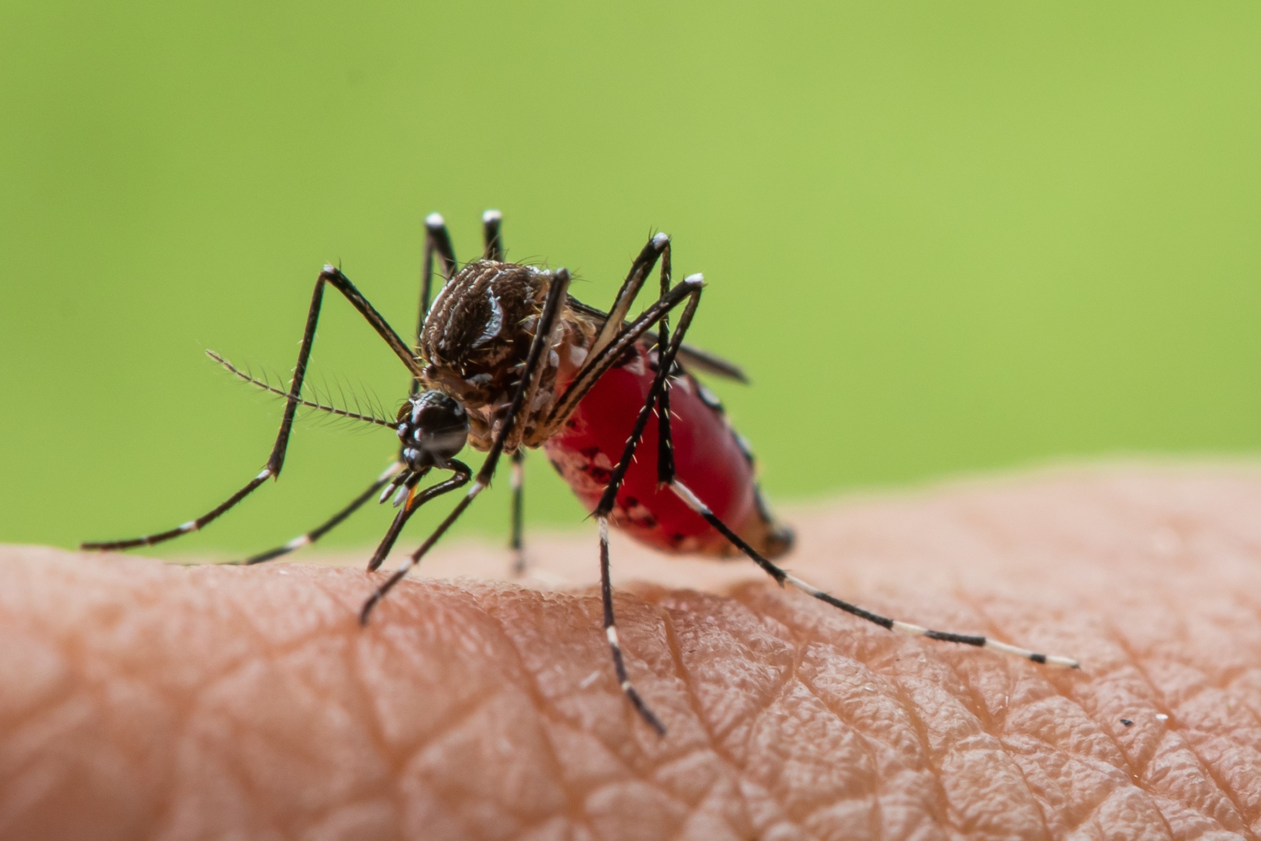 Due casi originali di febbre dengue sono stati scoperti sull'isola di Mayotte