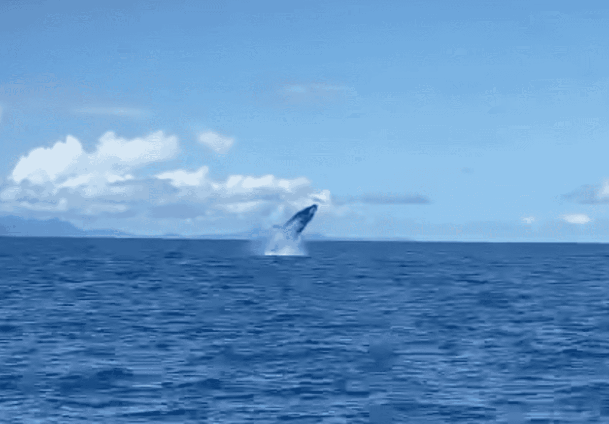 premieres-baleines-observees-a-mayotte-ce-week-end