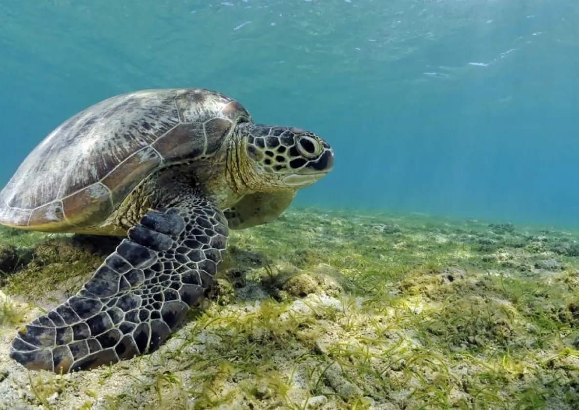 la-vie-a-haut-risque-des-tortues-racontee-par-le-specialiste-jacques-fretey