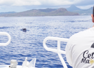 VIDÉO. « C’est assez incroyable de voir autant de cétacés au même endroit ! » cest-assez-incroyable-de-voir-autant-de-cetaces-au-meme-endroit