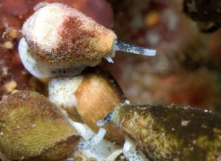 Le cône de mer, un coquillage aux 1.000 vertus cone-de-mer-un-coquillage-aux-1000-vertus