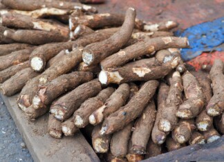 Cyclone Chido : Allègement des règles d’importation de végétaux cyclone-chido-allegement-des-regles-dimportation-de-vegetaux