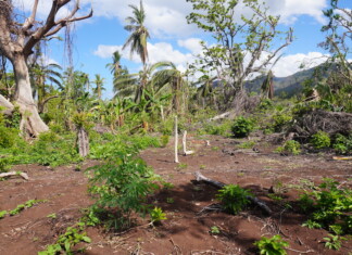 « Le cyclone n’a épargné aucune culture » FI - Agriculture 1