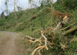 « On avait déjà besoin de reforester, maintenant la tâche est multipliée » on-avait-deja-besoin-de-reforester-maintenant-la-tache-est-multipliee