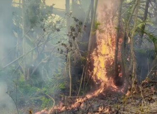 Les feux de forêt se multiplient avec la culture sur brûlis, comme à Acoua les-feux-de-foret-se-multiplient-avec-la-culture-sur-brulis-comme-a-acoua