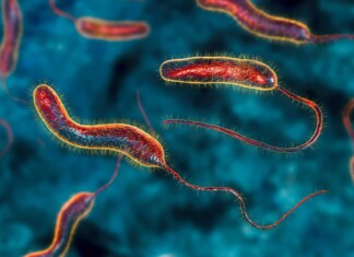 Choléra : un cas identifié à Mayotte cholera-un-cas-identifie-a-mayotte