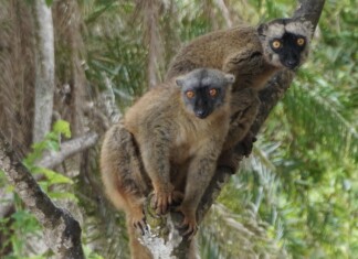 Mamoudzou se mobilise pour les makis après le cyclone Chido mamoudzou-se-mobilise-pour-les-makis-apres-le-cyclone-chido