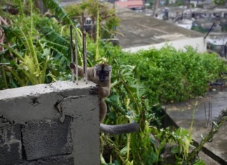 Des citoyens organisent des distributions alimentaires pour les makis des-citoyens-organisent-des-distributions-alimentaires-pour-les-makis