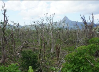 Les Naturalistes appellent le public à participer à la reforestation les-naturalistes-appellent-le-public-a-participer-a-la-reforestation