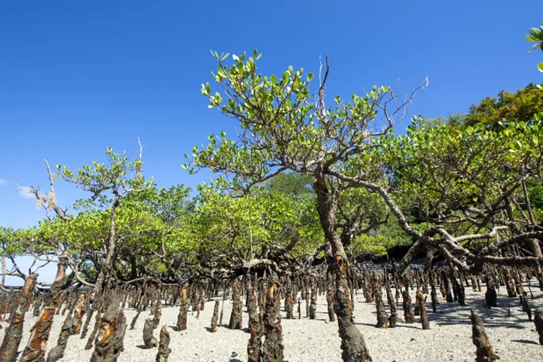 comment-agir-efficacement-sur-les-mangroves-apres-le-cyclone-chido
