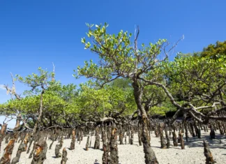 “Comment agir efficacement sur les mangroves après le cyclone Chido ?” comment-agir-efficacement-sur-les-mangroves-apres-le-cyclone-chido