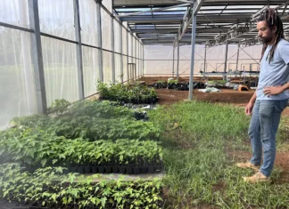 Ce pépiniériste fournit les agriculteurs qui ont perdu toute leur culture pepinieriste-fournit-les-agriculteurs-qui-ont-perdu-toute-leur-culture