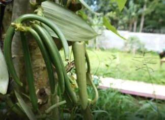 Mayotte sera bien représentée au Salon de l’Agriculture mayotte-sera-bien-representee-au-salon-de-lagriculture 