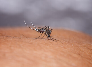 Un premier cas importé de chikungunya détecté à Mayotte